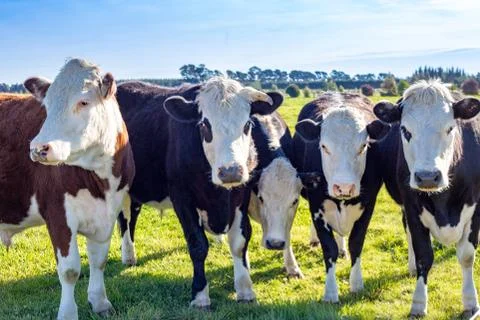 Hereford cows lined up Stock Photos