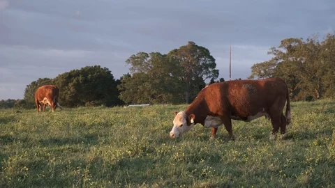 Hereford Cows in Pasture at Sunset Stock Footage 107163885