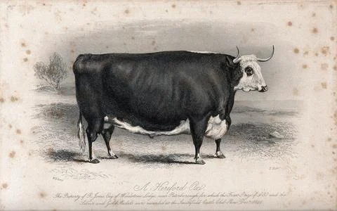 A Hereford ox. Etching by E. Hacker, ca 1850, after W.H. Davis. 스톡 일러스트