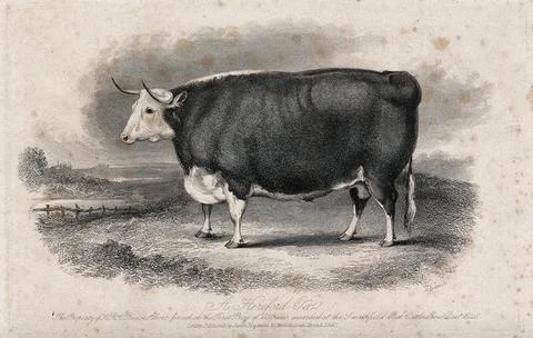 A Hereford ox. Etching by H. Beckwith, ca 1848, after W.H. Davis. 스톡 일러스트