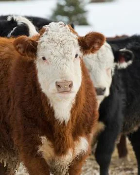 Hereford Steer Stock Photos