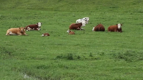Herefords lying in a field Stock Footage 77357085