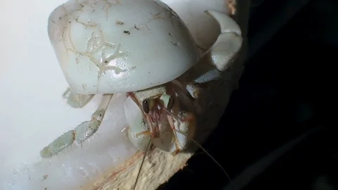 Heremit crab eating the white inside of a coconut. Stock Footage 106499452
