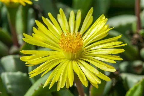 Hereroa Tugwelliae Stock Photos