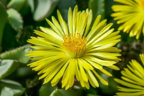 Hereroa Tugwelliae 스톡 사진