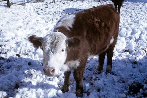 Herford in snow 스톡 사진