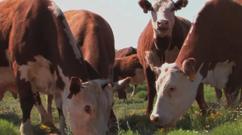 Herfords eat feed Stock Footage 30339121
