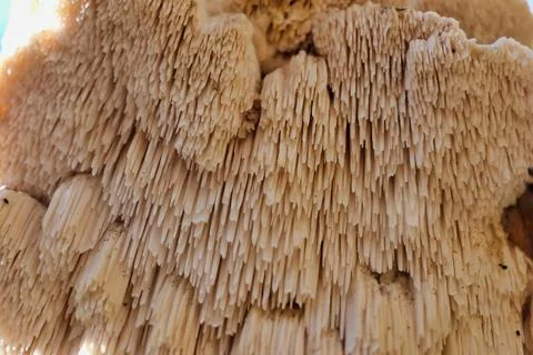 Hericium cirrhatum . Stock Photos