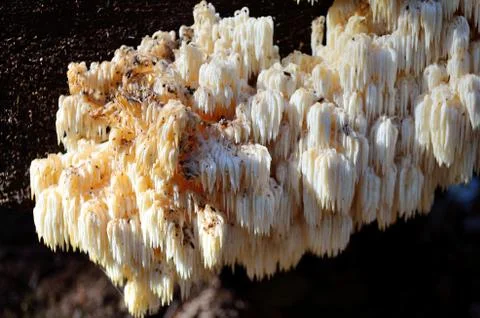 Hericium coralloides Stock Photos