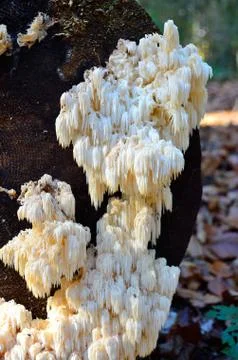 Hericium coralloides Stock Photos