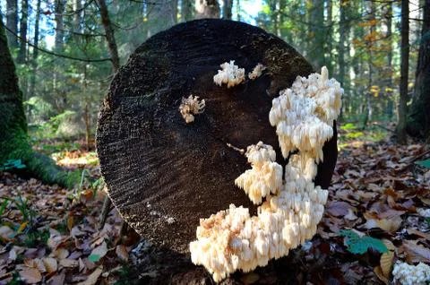 Hericium coralloides Stock Photos