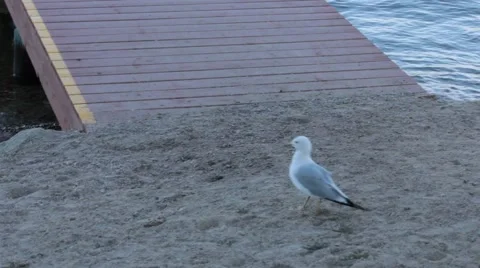 Hering Gulls exploring the LakeShore Stock Footage 40301263