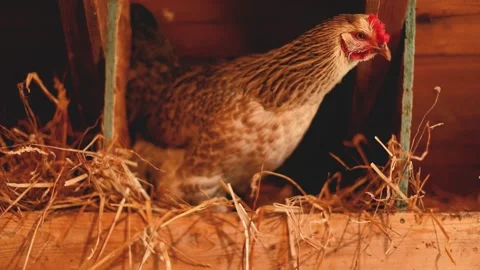Heritage Chickens Stock Footage 229740768