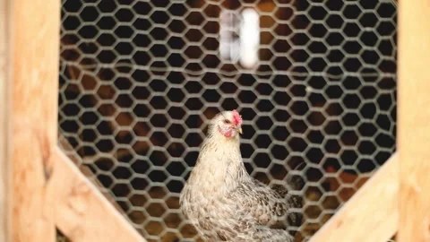 Heritage Chickens Stock Footage 229740922