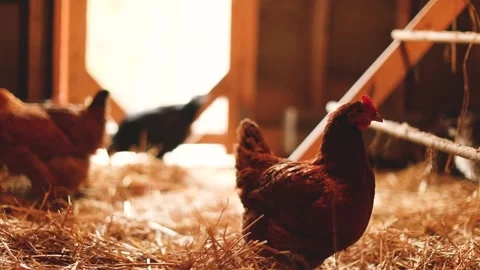 Heritage Chickens Stock Footage 229741611