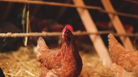 Heritage Chickens Stock Footage 229741865