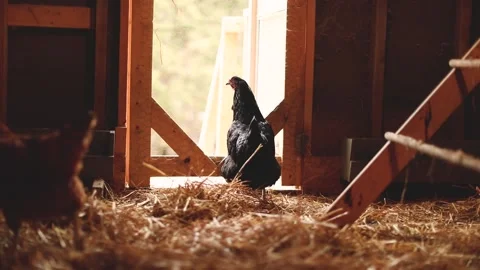 Heritage Chickens Stock Footage 229741934