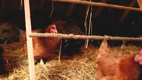 Heritage Chickens Stock Footage 229742249