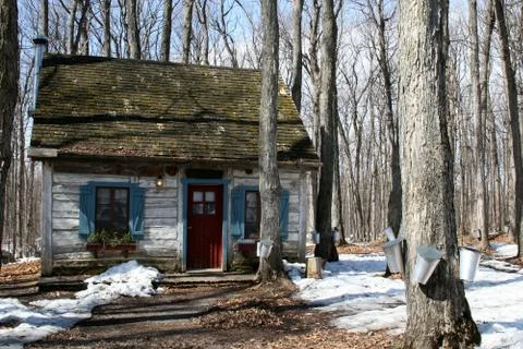 Heritage cottage with pails on maple trees to collect sap for maple syrup Stock Photos