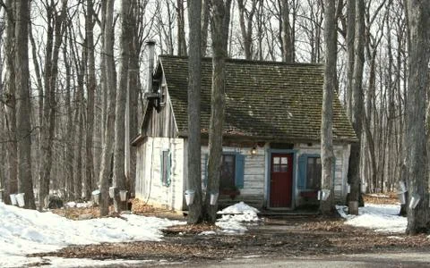 Heritage cottage with pails on maple trees to collect sap for maple syrup Stock Photos