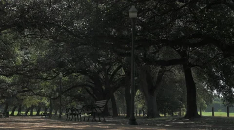 Hermann Park Oak Trees and Bench Houston Windy Day Video stock 56064196