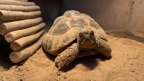 Hermann Tortoise basking Stock Footage 173089536