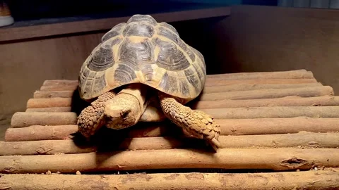 Hermann Tortoise basking under heat lamp Stock Footage 240338501