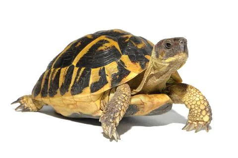 Hermann tortoise in close-up isolated white background in view of three quarter Stock Photos