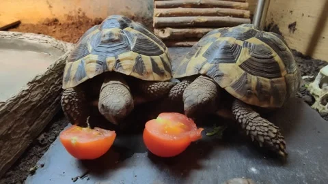 Hermann Tortoise Eating Stock Footage 257459811