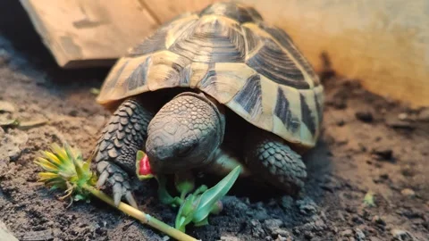 Hermann Tortoise Eating Stock Footage 257459873