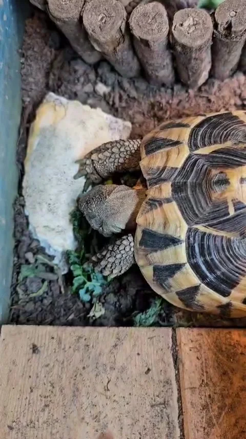 Hermann Tortoise Stock Footage 265496534