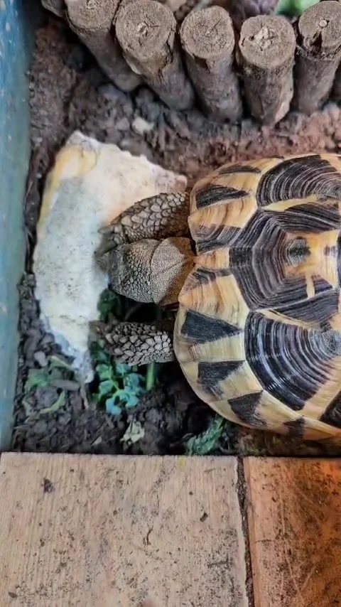 Hermann Tortoise Stock Footage 265496622