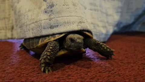 Hermann Tortoise Stock Footage 265496638