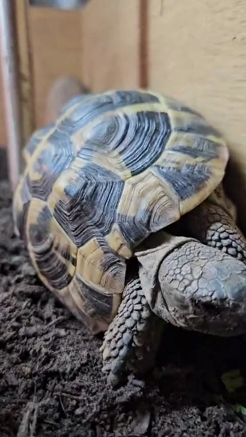 Hermann Tortoise Stock Footage 265496667