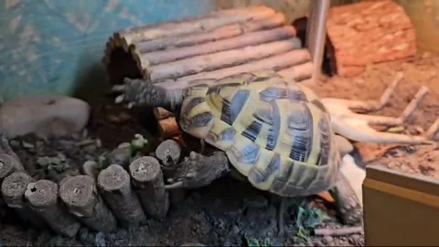 Hermann Tortoise Stock Footage 265496668