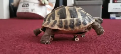 Hermann Tortoise Stock Footage 265496683