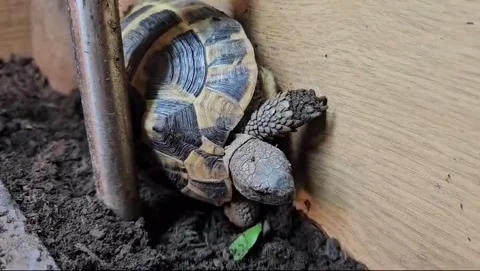 Hermann Tortoise Stock Footage 265496684
