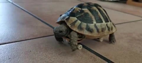 Hermann Tortoise Stock Footage 265496690