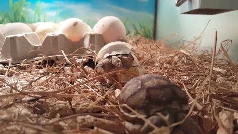 Hermann Tortoise Hatchling Breaking Out Of Egg Stock Footage