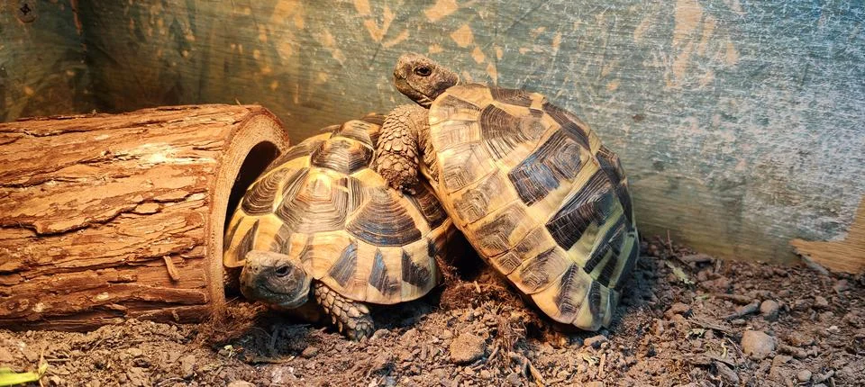 Hermann Tortoise Stock Photos