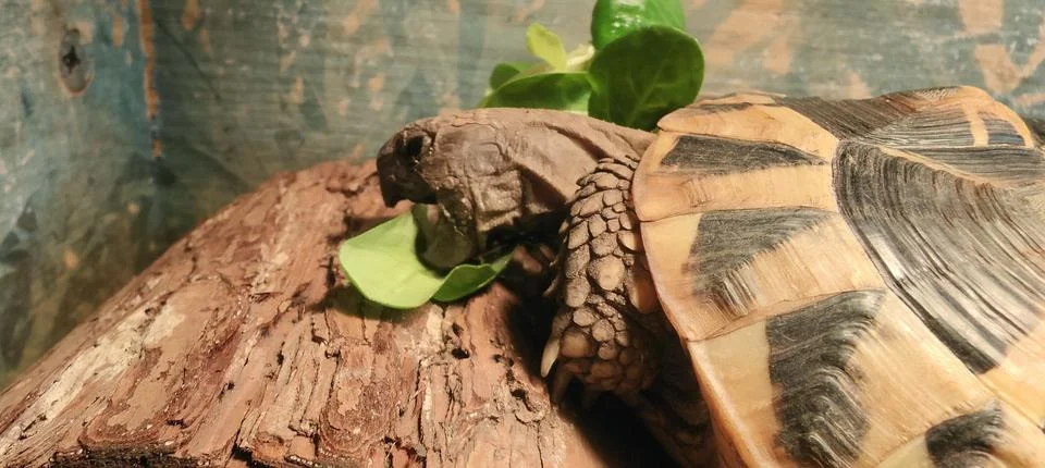 Hermann Tortoise Stock Photos