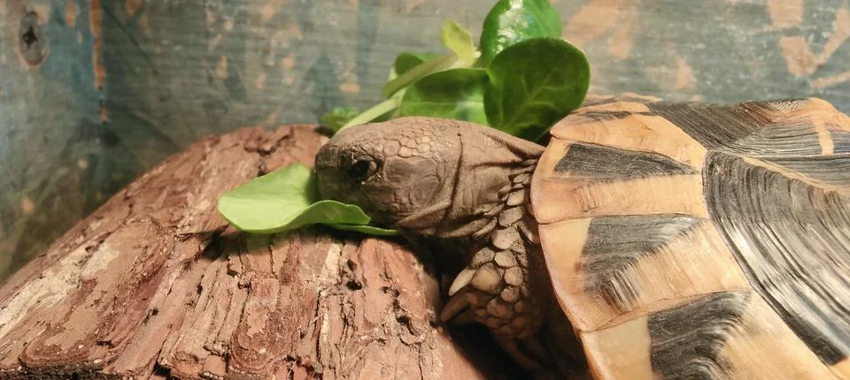 Hermann Tortoise Stock Photos