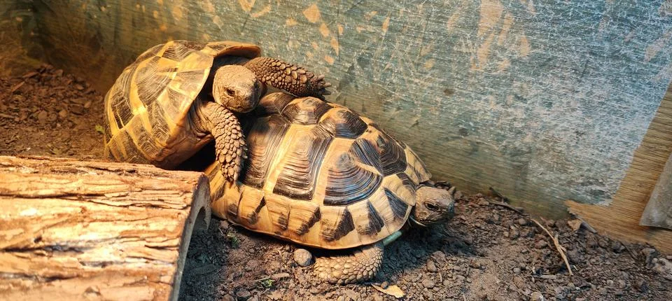 Hermann Tortoise Stock Photos