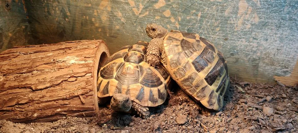 Hermann Tortoise Stock Photos