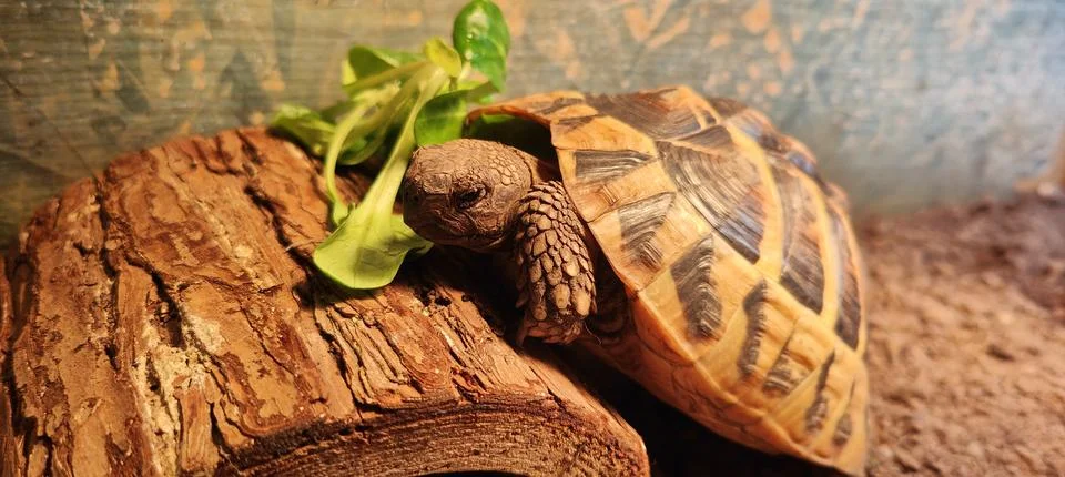 Hermann Tortoise Stock Photos
