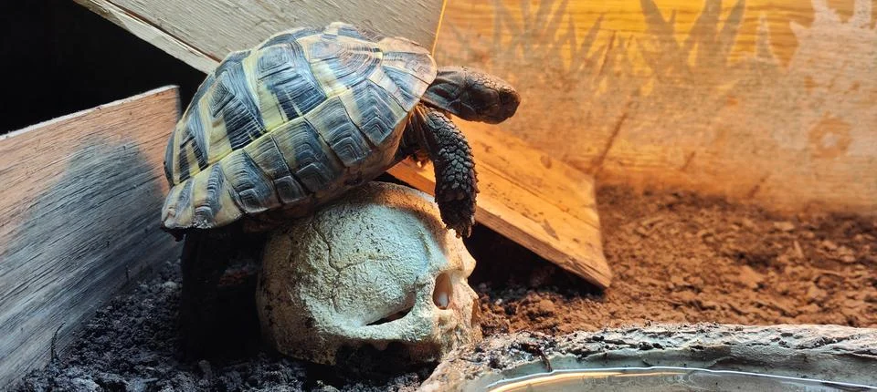 Hermann Tortoise Stock Photos