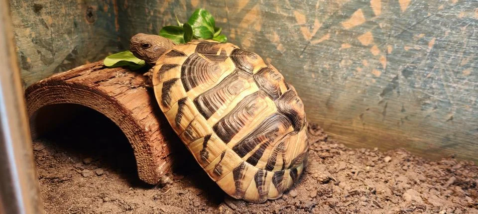 Hermann Tortoise Stock Photos
