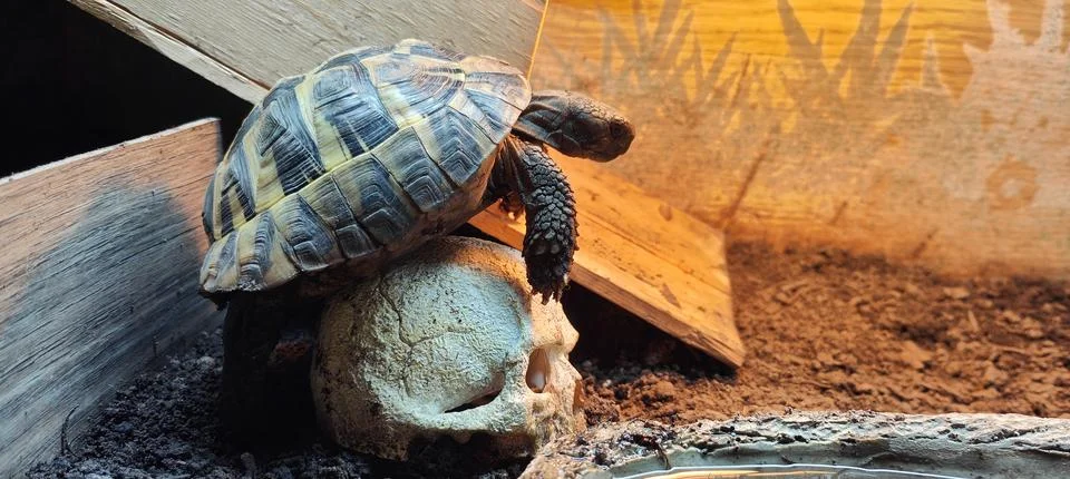 Hermann Tortoise Stock Photos