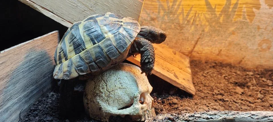 Hermann Tortoise Stock Photos