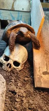 Hermann Tortoise Stock Photos